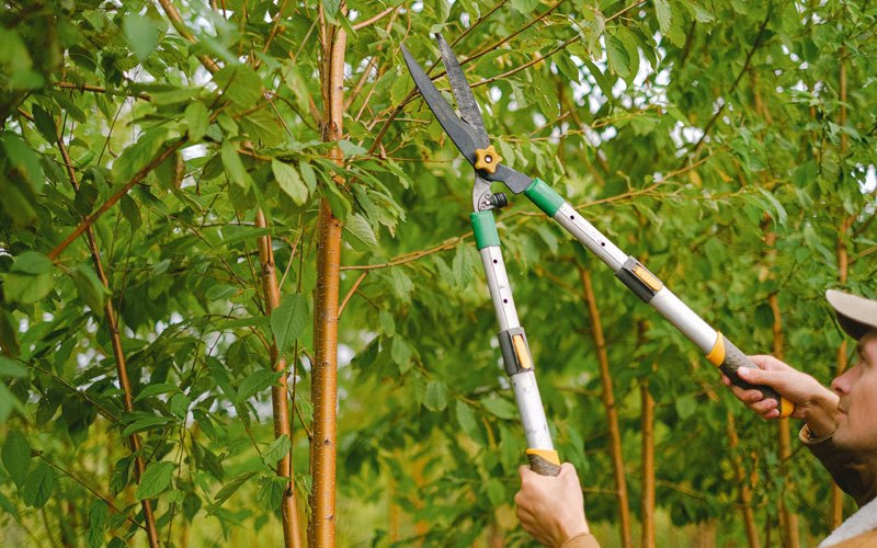 Tree trimming in Apple Creek, OH